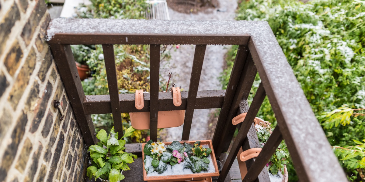 Growing on a winter balcony